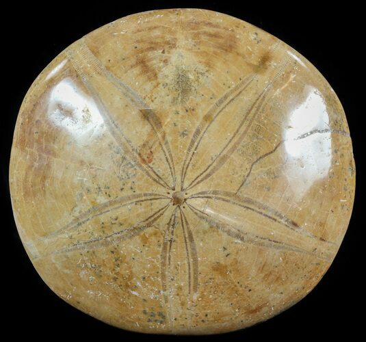 Polished Fossil Sand Dollar (Mepygurus) - Jurassic #51198